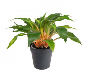 Zelenec oranžový, Chlorophytum Green Orange, průměr květináče 12 cm