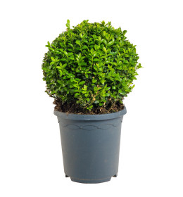 Zimostráz obecný koule, Buxus microphylla Faulkner, velikost kontejneru 3 l