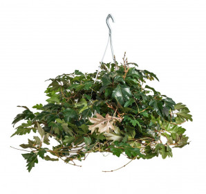 Žumen routolistý, Cissus rhombifolia Ellen Danica, závěs, průměr květináče 16 cm
