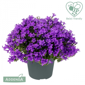 Zvonek, Campanula Ambella Intense Purple, tmavě fialový
