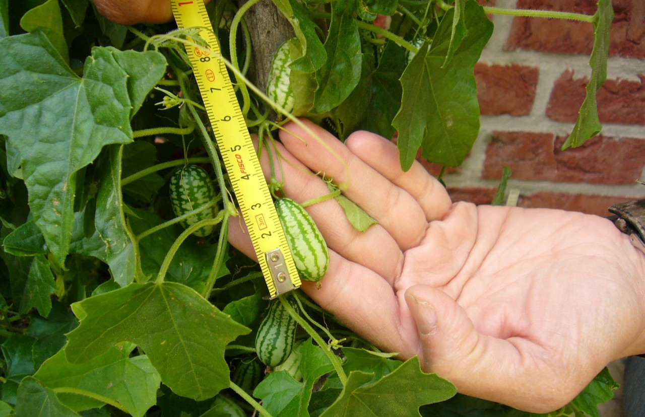 Bio Mexická mini okurka, Melothria scabra skladem | ZAZUMi.cz