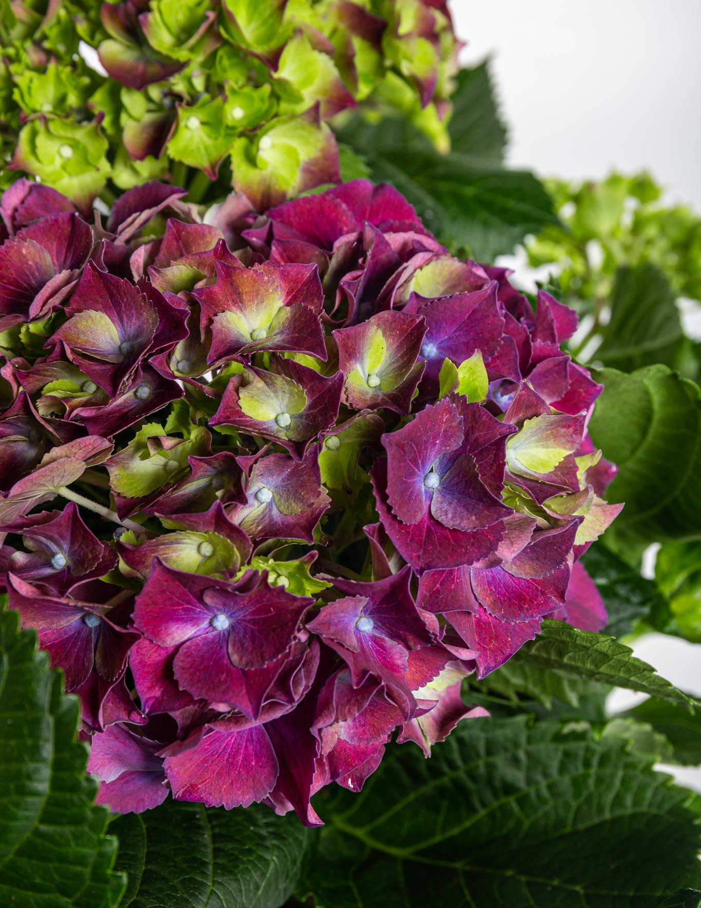 hortenzie-velkolista-hydrangea-macrophyl