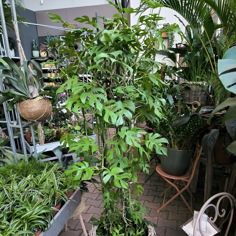 Monstera minima, Raphidophora tetrasperma, na sloupku, prmr kvtine 27  cm | ZAZUMi.cz