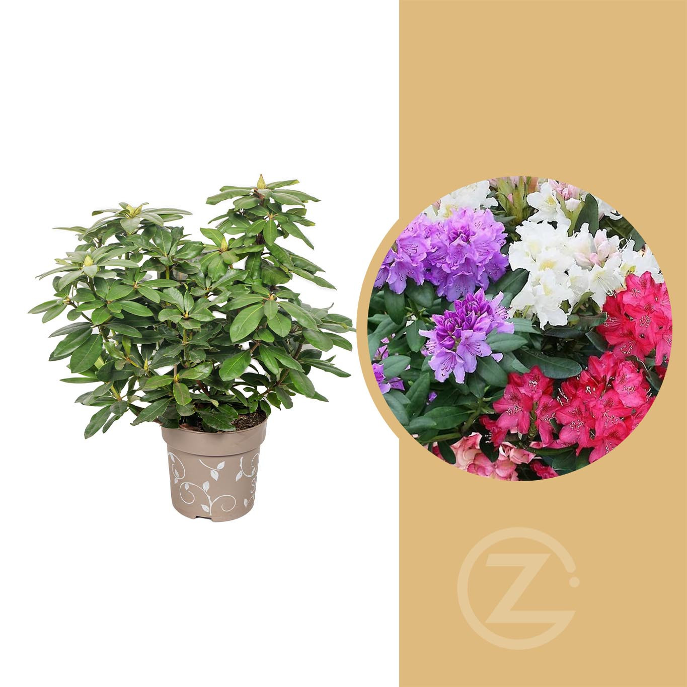 Rhododendron hybride, Pnink blo-rovo-fialov skladem | ZAZUMi.cz