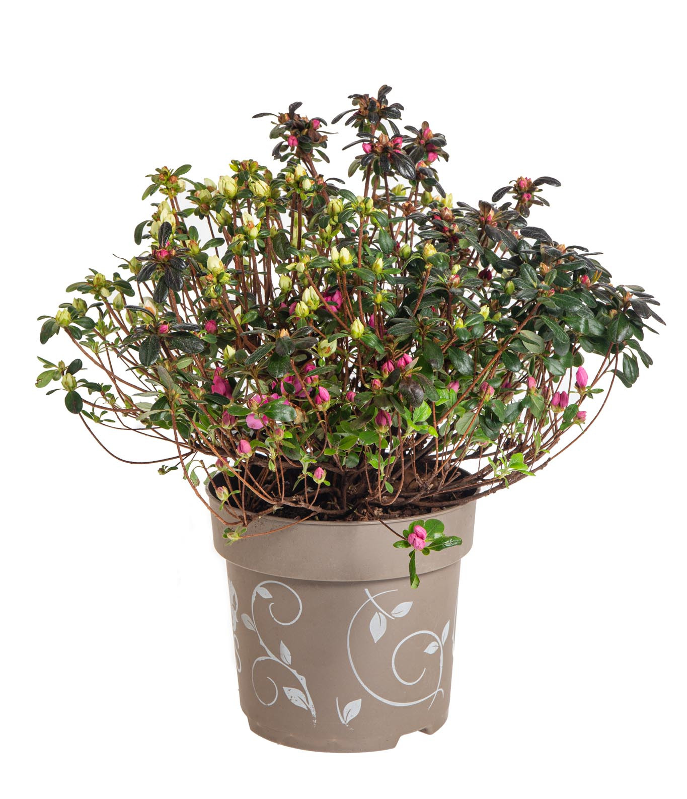 Rhododendron obtusum, Pnink tup Three sisters skladem | ZAZUMi.cz