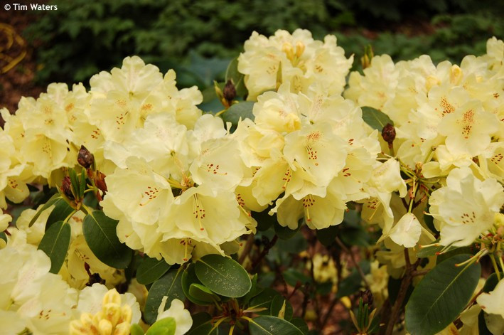 Rhododendron, Pnink Golden Wonder, lut, skladem | ZAZUMi.cz
