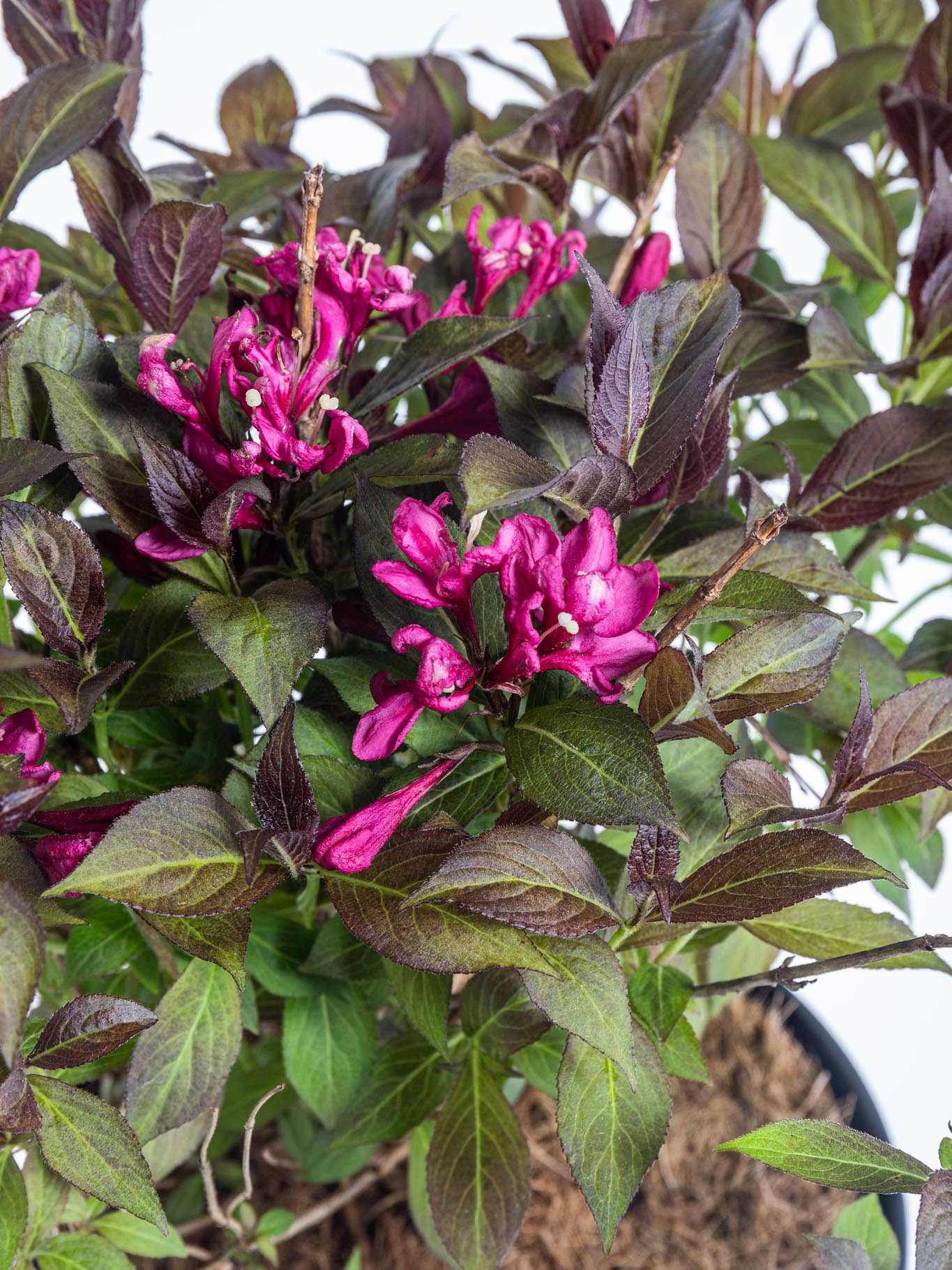 Vajgélie, Weigela Minor Black, kontejner 2.5 l skladem ZAZUMi.cz