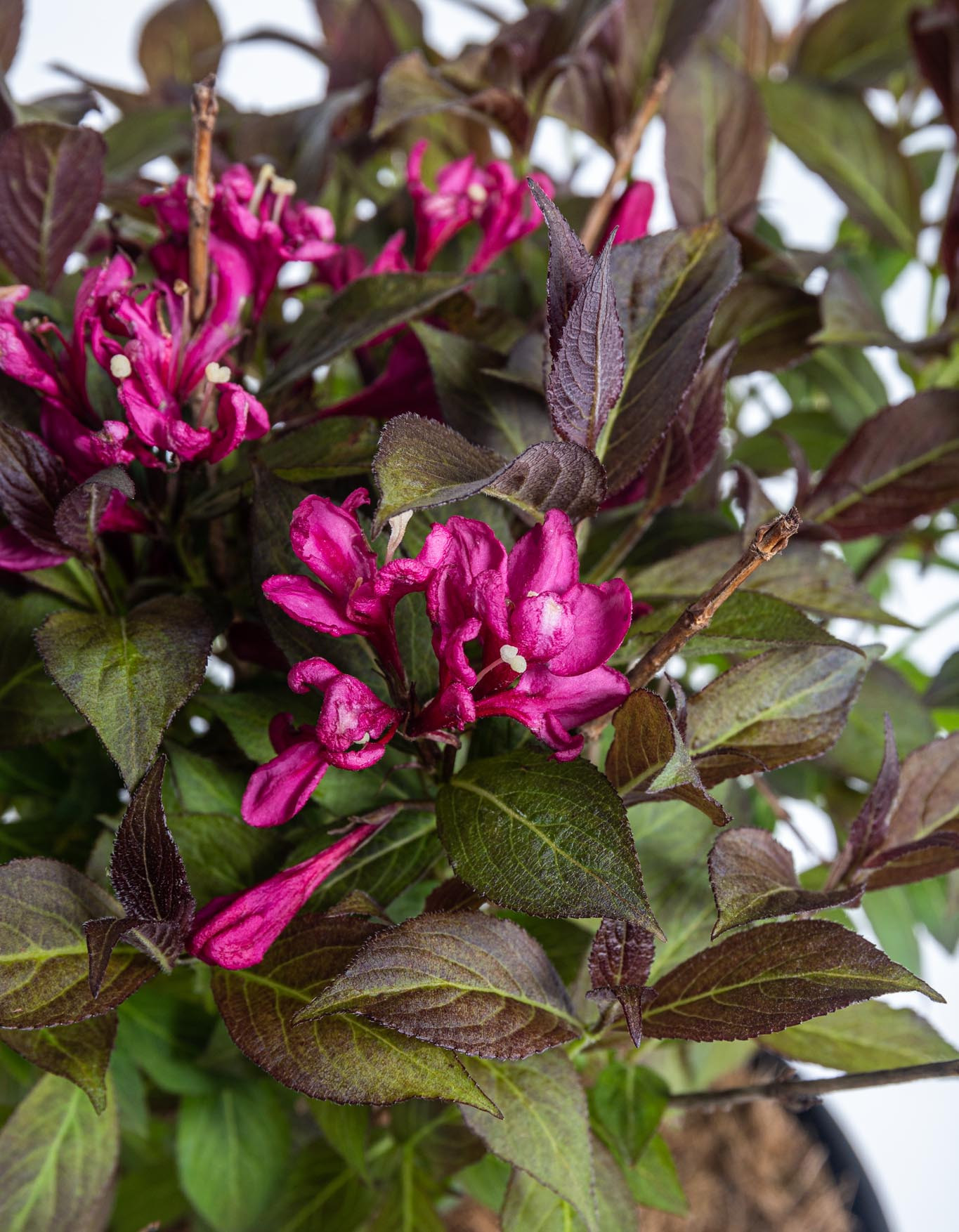 Vajgélie, Weigela Minor Black, kontejner 2.5 l skladem ZAZUMi.cz