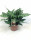 Aglaonema zelenolistá, Aglaonema Maria, průměr květináče 17 cm