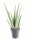 Aloe pravá, Aloe Vera, průměr květináče 16 - 17 cm