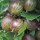 Angrešt červený, Ribes uva-crispa Hinnonmaki Red, velikost kontejneru 1.6 l