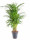 Areka, Areca lutescens, vysoká 100 - 110 cm, průměr květináče 21 cm