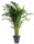 Areka, Areca lutescens, vysoká 120 - 150 cm, průměr květináče 24 cm