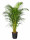Areka, Areca lutescens, vysoká 160 - 190 cm, průměr květináče 27 cm