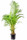 Areka, Areca lutescens, vysoká 180 cm, průměr květináče 35 cm