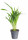 Areka, Areca lutescens, vysoká do 30 cm, průměr květináče 12 cm