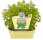 Bio Bazalka řecká, Ocimum basilicum var. minimum, v květináči
