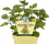 Bio Máta mandarinková, Mentha piperita Tachi, v květináči