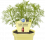 Bio Pelyněk Coca - Cola, Artemisia abrotanum, v květináči