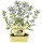 Bio Šalvěj marcipánová, Salvia officinalis "Nazareth", v květináči