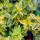Brslen fortuneův, Euonymus fortunei Golden Harlequin, velikost kontejneru 3 l