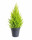 Cypřiš pokojový, Cupressus macrocarpa Goldcrest, vysoký 60 - 90 cm