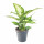 Difenbachie, Dieffenbachia Compacta, průměr květináče 10 - 12 cm