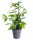 Dračinec šlahounovitý, Dracaena surculosa, průměr květináče 17 cm