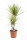 Dračinec vroubený, Dracaena marginata Sunray, 2 výhony, průměr květináče 17 cm