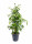 Fíkus, Ficus benjamina Anastasia, zeleno - žlutý, průměr květináče 14 cm