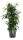Fíkus, Ficus benjamina Danielle, průměr květináče 17 cm