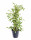 Fíkus, Ficus benjamina Twilight, zeleno - bílý, průměr květináče 14 cm