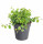 Fíkus plazivý, Ficus pumila White Sunny, průměr květináče 12 cm