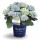 Hortenzie velkolistá, Hydrangea macrophylla Magical Revolution, modrá, velikost kontejneru 5 l