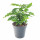 Kávovník arabský, Coffea arabica, průměr květináče 10 - 12 cm