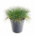 Kostřava, Festuca gautieri AmiGreen, velikost kontejneru 2 l