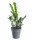 Kulkas zamiolistý, Zamioculcas zamiifolia, průměr květináče 12 - 13 cm