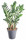 Kulkas zamiolistý, Zamioculcas zamiifolia, průměr květináče 17 cm
