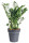 Kulkas zamiolistý, Zamioculcas zamiifolia, průměr květináče 24 cm