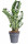 Kulkas zamiolistý, Zamioculcas zamiifolia, průměr květináče 27 cm