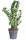 Kulkas zamiolistý, Zamioculcas zamiifolia, průměr květináče 30 cm
