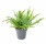 Ledviník, Nephrolepis exaltata, průměr květináče 10 - 12 cm