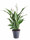 Lopatkovec, Spathiphyllum, průměr květináče 13 - 15 cm