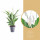 Lopatkovec, Spathiphyllum, průměr květináče 17 cm