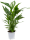 Lopatkovec, Spathiphyllum, průměr květináče 21 cm