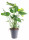 Monstera skvostná, Monstera deliciosa, průměr květináče 21 cm