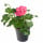 Muškát převislý, Pelargonium peltatum, světle růžový, průměr květináče 10 - 12 cm