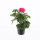 Muškát převislý, Pelargonium peltatum, tmavě růžový, průměr květináče 10 - 12 cm