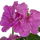 Muškát vzpřímený, Pelargonium zonale, fialový, průměr květináče 10 - 12 cm
