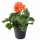 Muškát vzpřímený, Pelargonium zonale, oranžový, průměr květináče 10 - 12 cm
